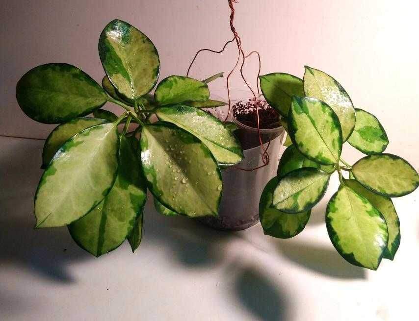 Хойя Австралика Лиза, подрощена