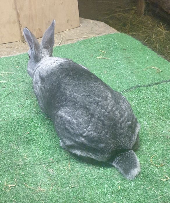 Króliki rex szynszylowy Rodowód