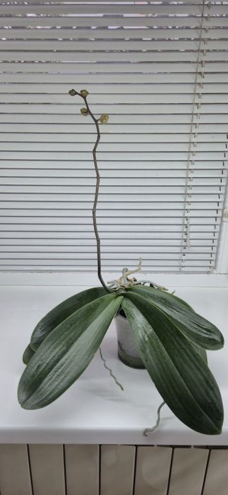 Сортовая орхидея