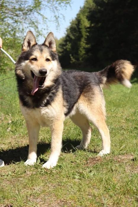 Rudi w typie rasy husky do adopcji