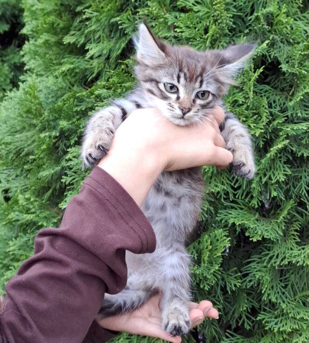 Серый Полосатый Котенок Котик Мальчик