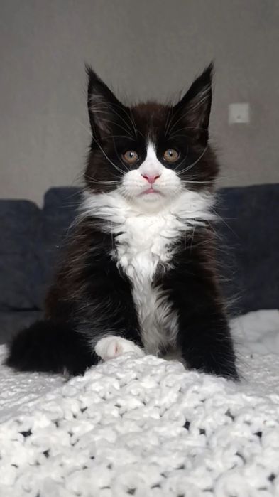 Котята породы Мейн Кун