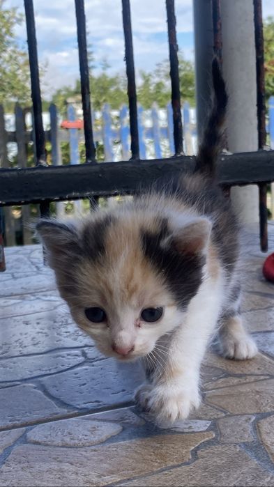 Віддамо кошенят безкоштовно