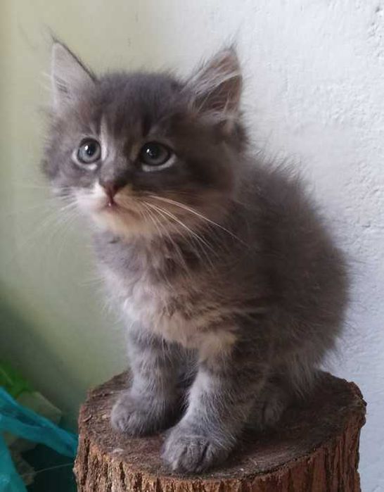 Котята красавчики Бесплатно Найгарніші кошенята Безкоштовно