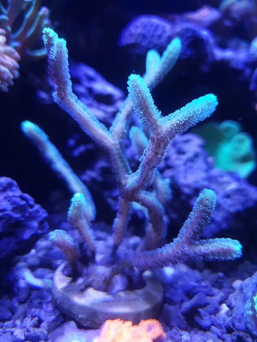 Seriatopora szczepka