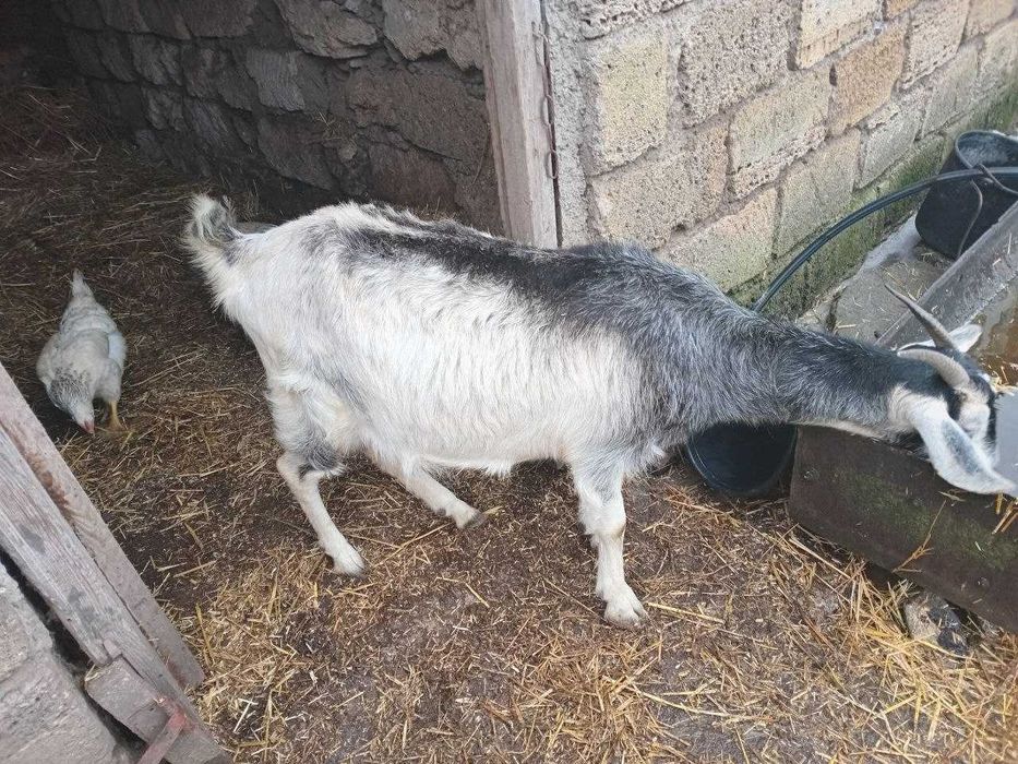 Продам Козу і Козла