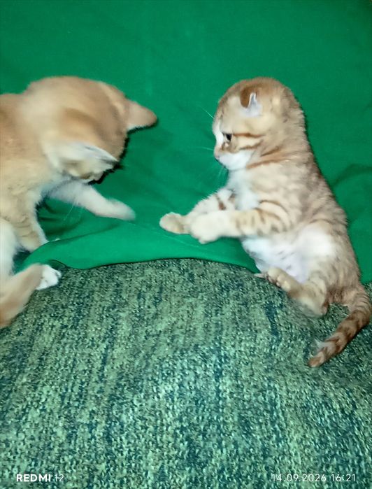 Котик скоттіш страйт
