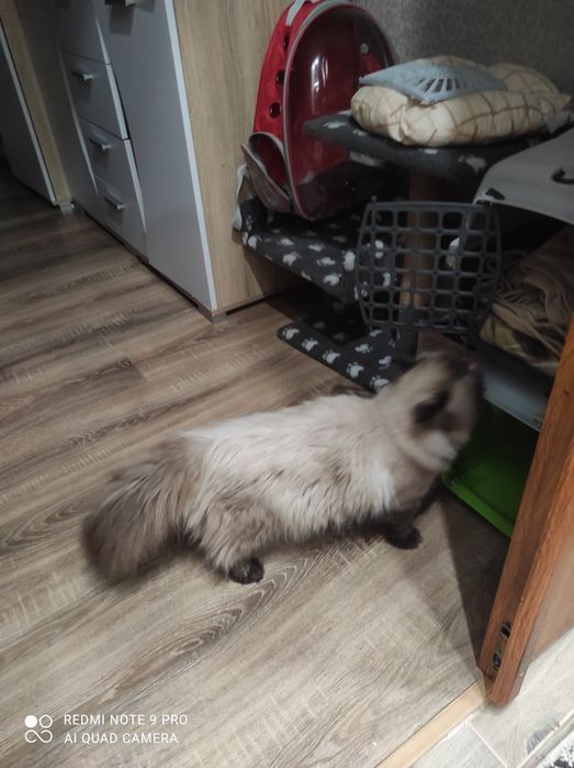 Гімалайський Перс