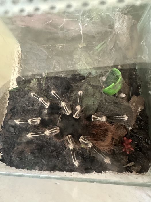 Ptasznik nhandu chromatus samiec z terrarium