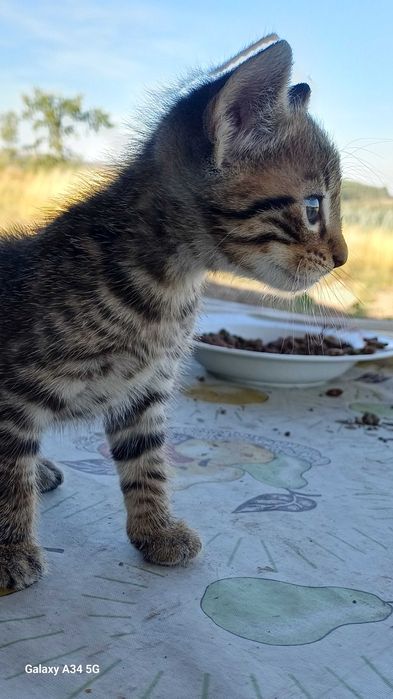 Gatinhos bebes muito maus