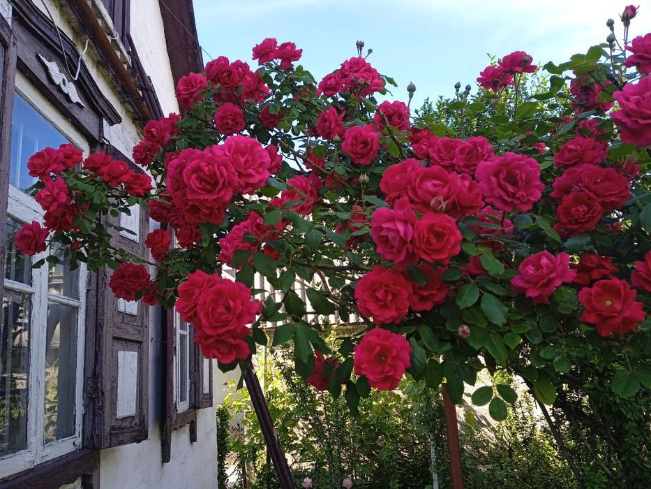 Розы троянди плетущ еся