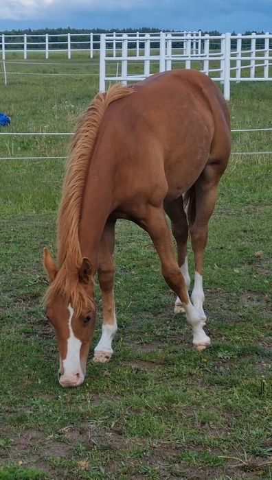 Sprzedam konie AQH, APH (redukcja stada)