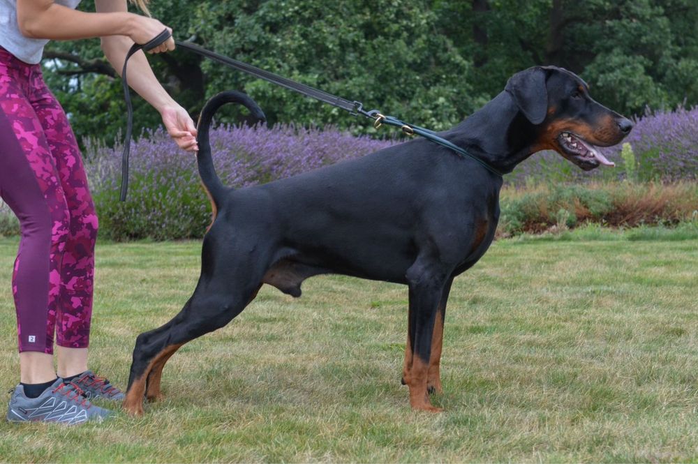 Doberman FCI suczka