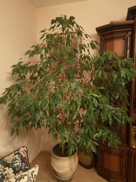 Mix dużych kwiatów w ozdobnych donicach  Monstera Beniamin