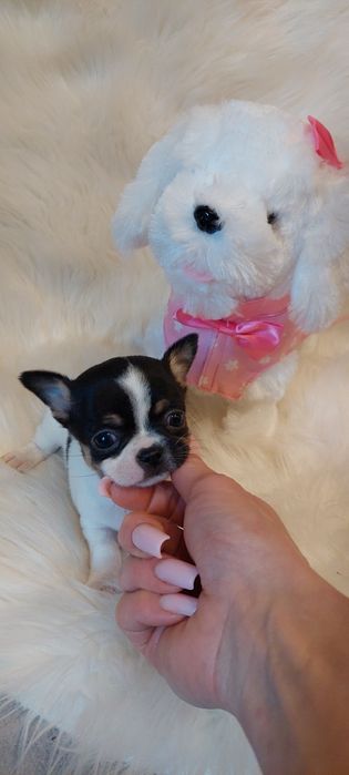 Mini chłopczyk Chihuahua