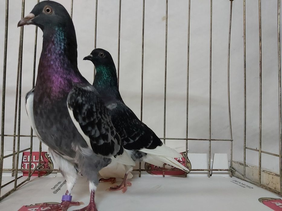 Gołębie Wyszfance Grochowe