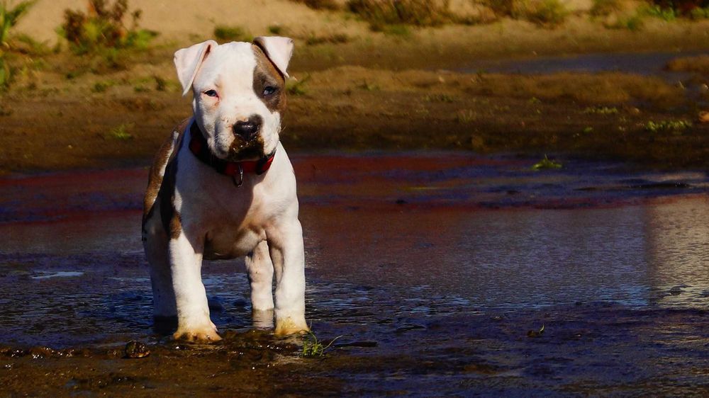Szczeniak Amstaff, z rodowodem.  Błękitno pręgowany.