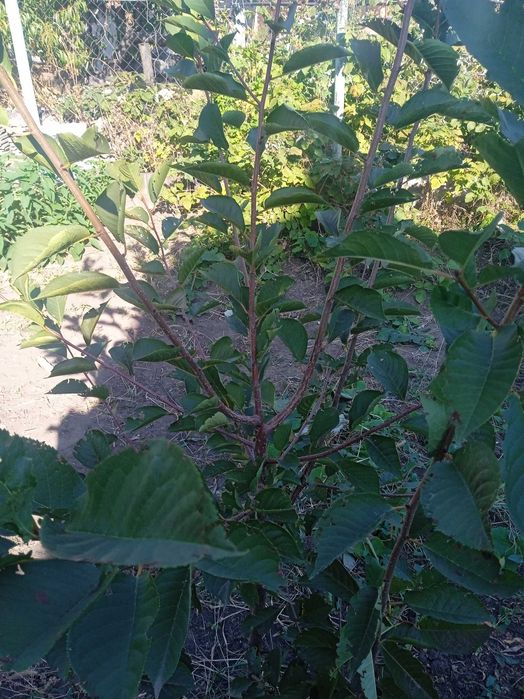 Саженцы плодовых деревьев и кустарников