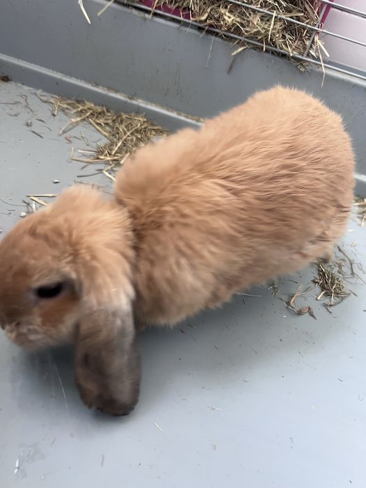 Coelhos fémeas (2 irmãs)