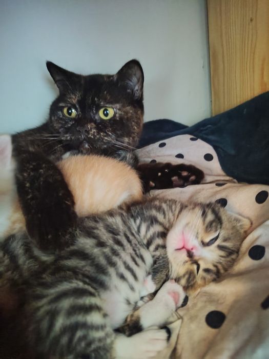 Oddam za darmo do adopcji