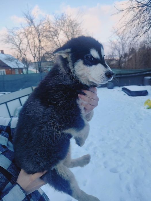 Alaskan malamute śliczna suczka