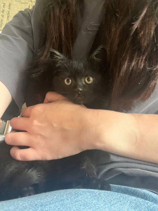 Кошеня хлопчик мальчик 1,5 місяці