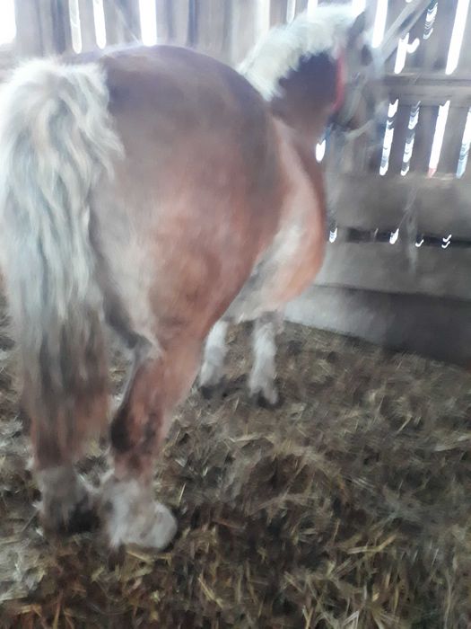 Klacz zimnokrwista sztum