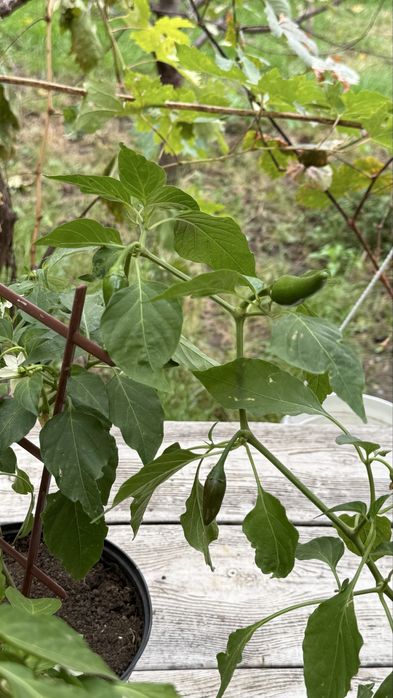 Перец декоративный