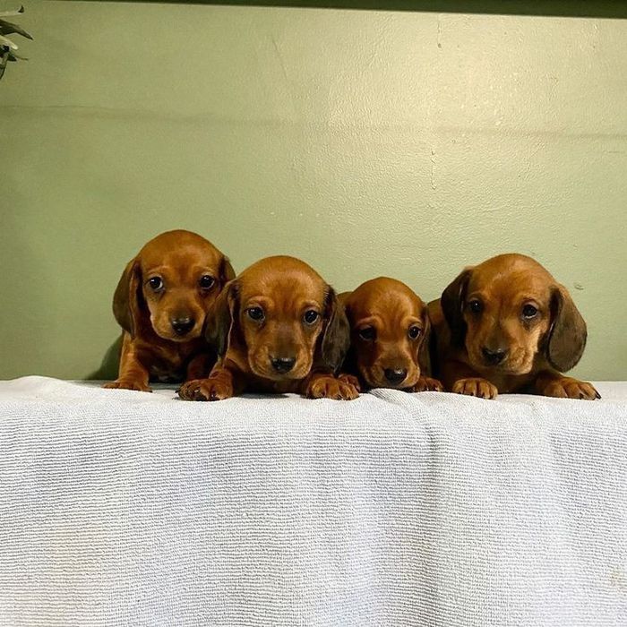 Руда такса – ваш майбутній друг!