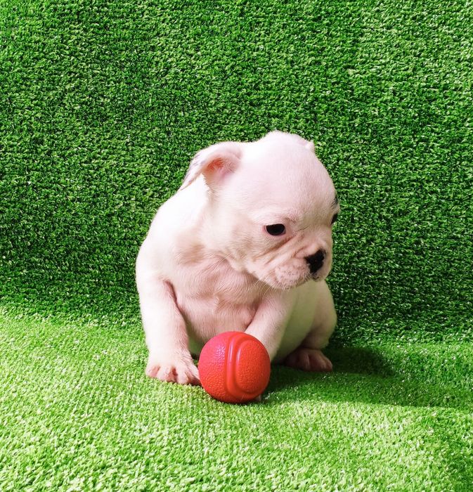 Fêmea bulldog francês
