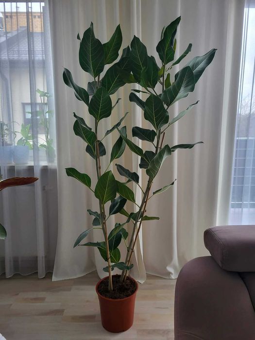 Fikus bengalski 'Joy' wysokość 185cm z don.