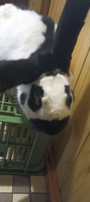 Sprzedaję srokacza niemieckiego