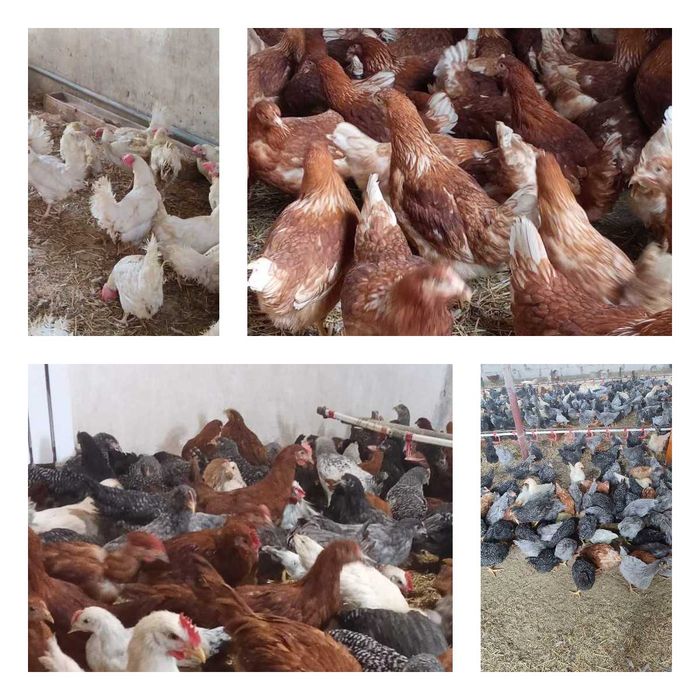 Продам кури несушки! Доставка безкоштовна. Гайсин!