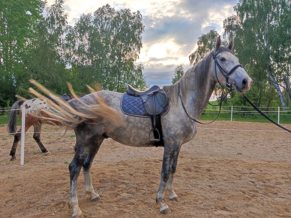 Sprzedam uroczego konia