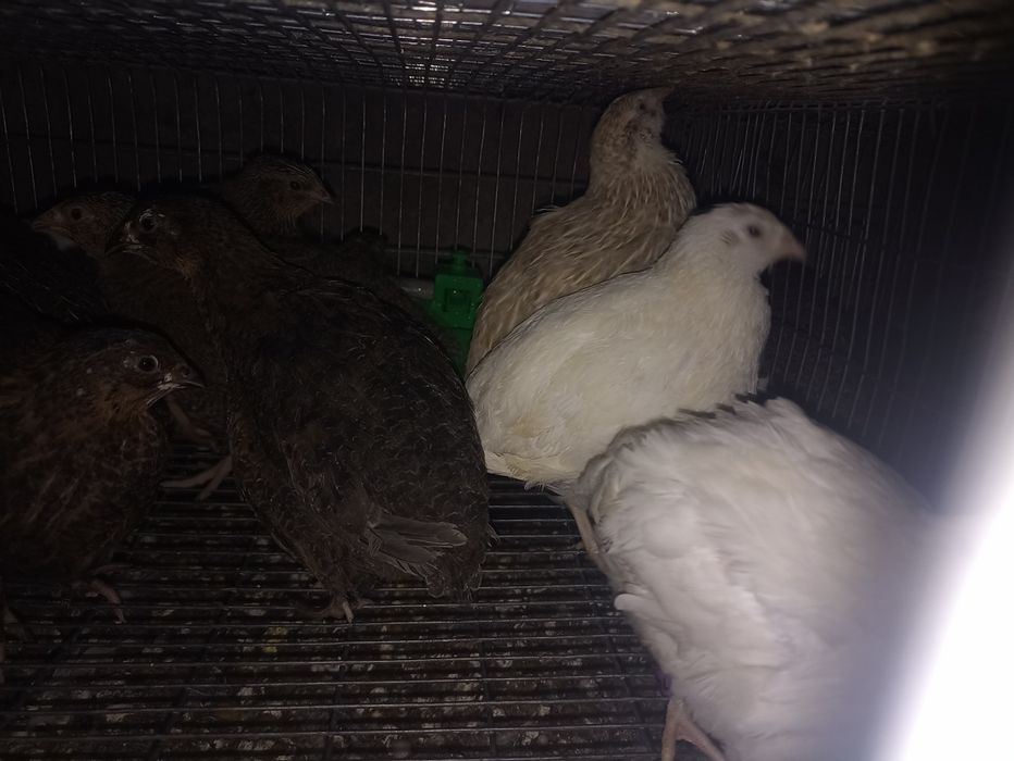 Codornizes da China e outras