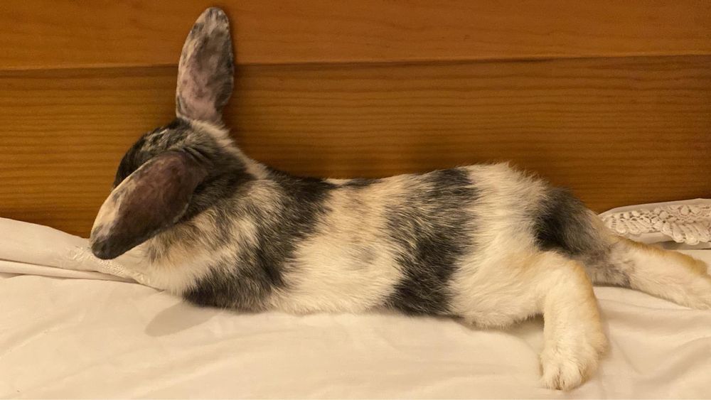 Coelhinho de 7 meses