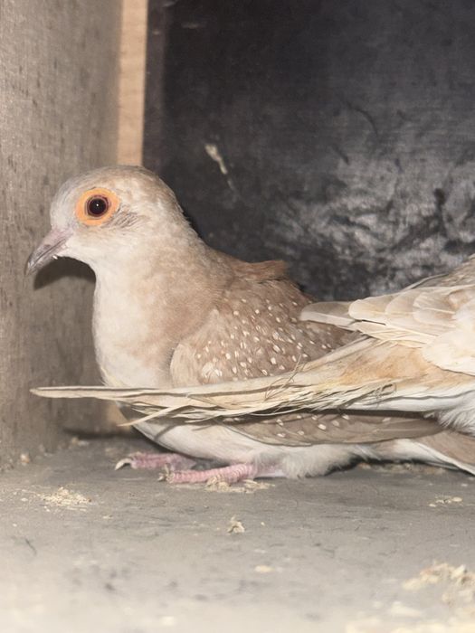 Gołąbki diamentowe para czerwona