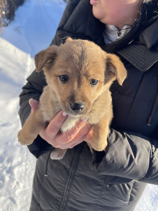 Відам цуциків в хороші руки