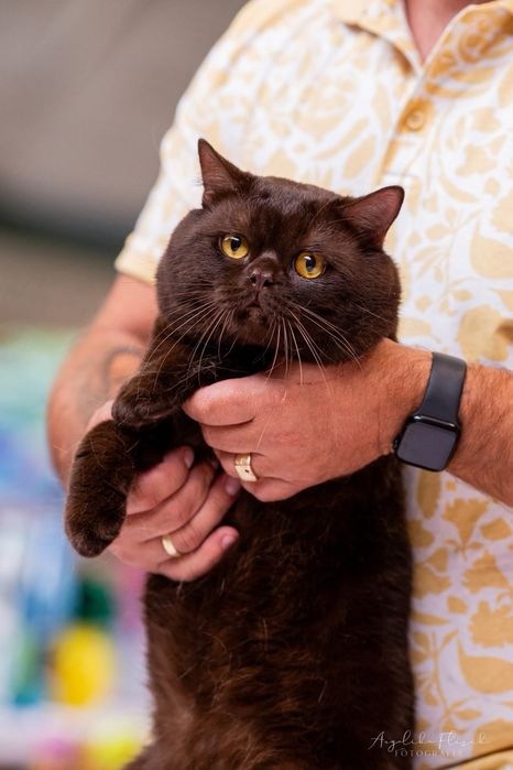 Kot  brytyjski liliowy FPL/ FIFe