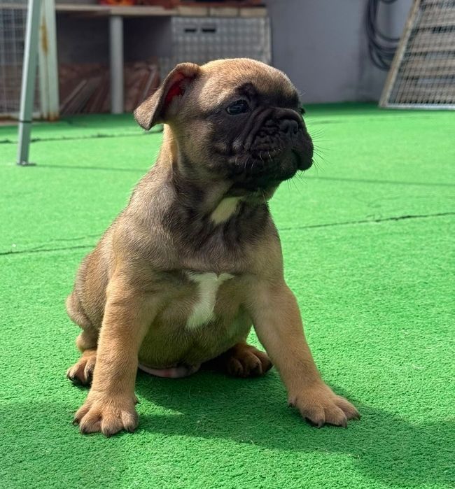 Bulldog francês macho fawn