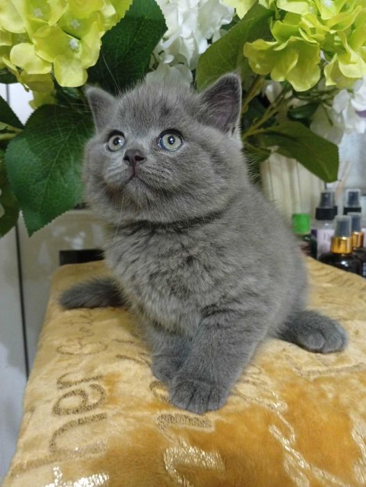 Продаються котенята Скоттіш-страйт