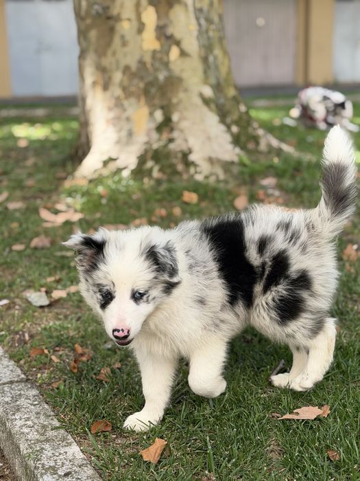 Border collie blue merle