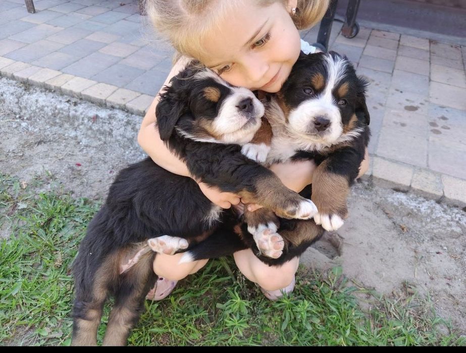 Bernenski pies pasterski