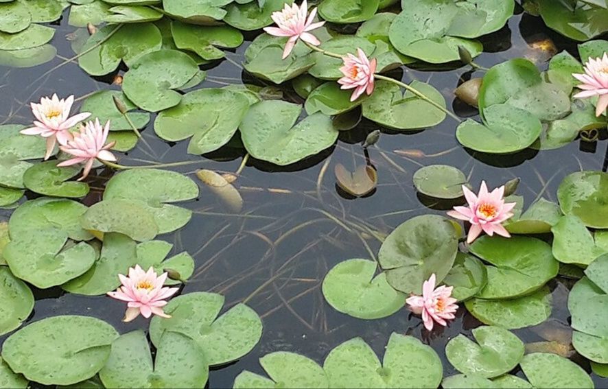 Nenufares " Nymphaea tetragona"