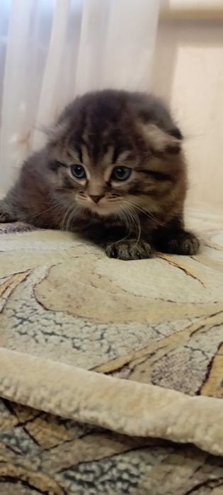 Котики шотландской вислоухой
