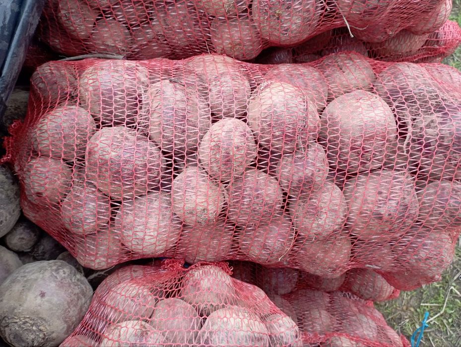 Морква,Буряк Капуста