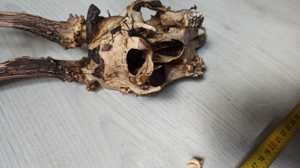 Wieniec kozła (sarny), poroże