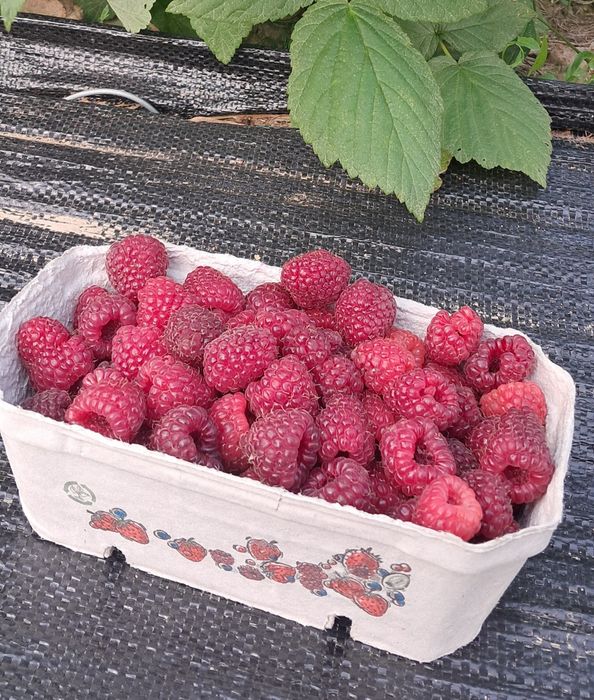 Świeżo zrywane maliny( cena za 1 kg)
