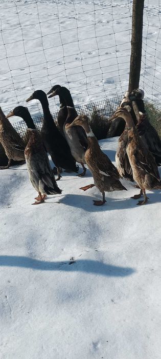 Biegusy indyjskie czubate