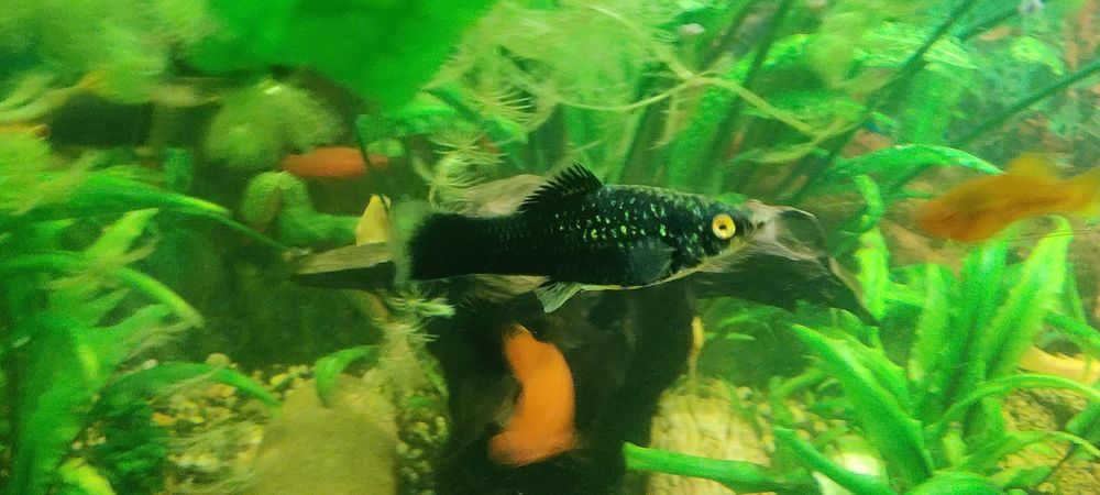 Mieczyk czarny narybek